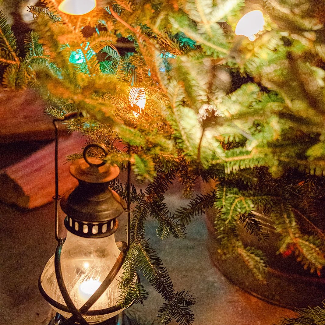 lantern by christmas tree
