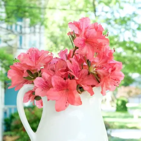 Azaleas