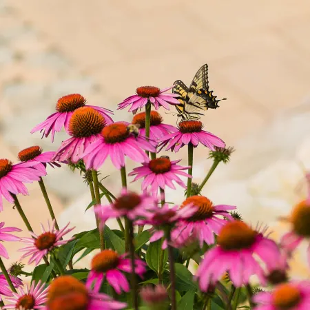 Coneflower