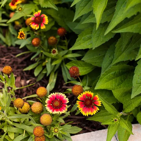 Blanket Flower