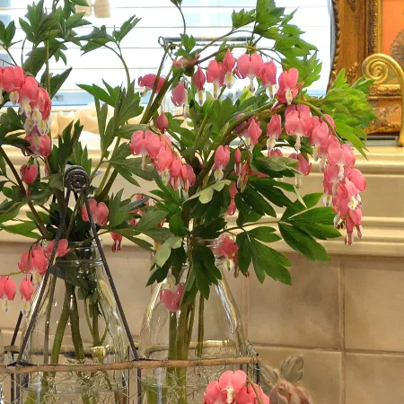 Bleeding Hearts