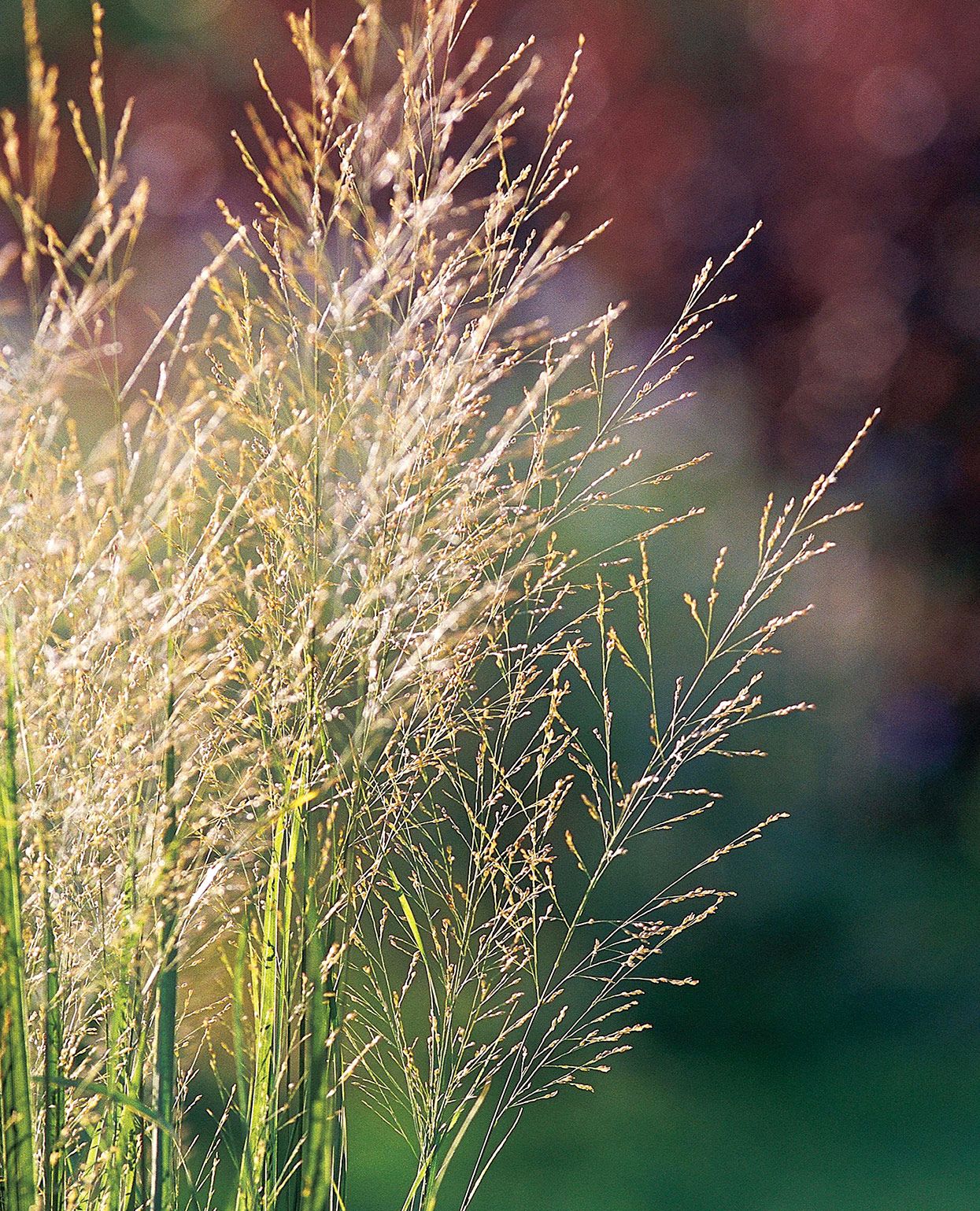 <div>Additional Choices for Texture & Greenery</div>