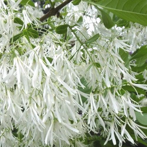Fringe Tree