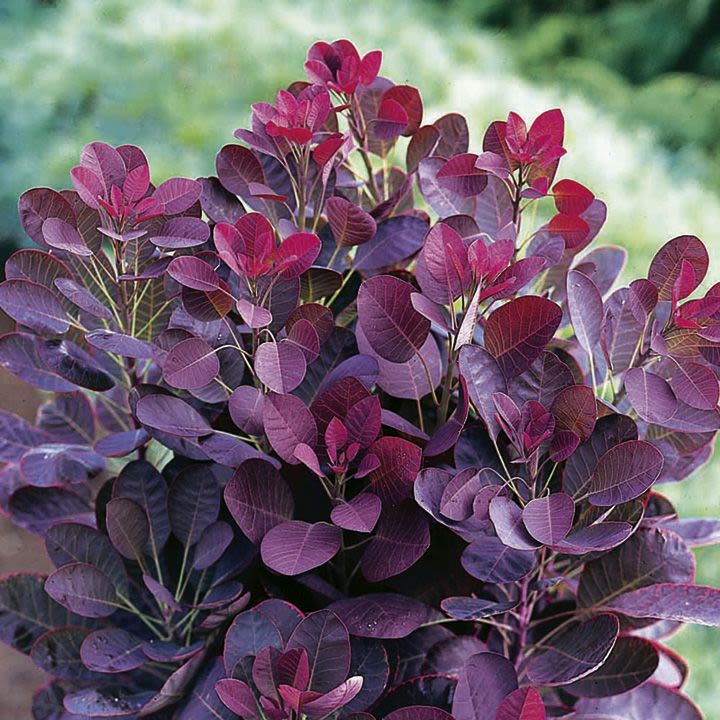 Smoke Tree